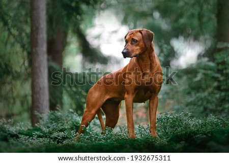 Adorable Rhodesian Ridgeback standing on rock in green forest nature scene Royalty-Free Stock Photo #1932675311