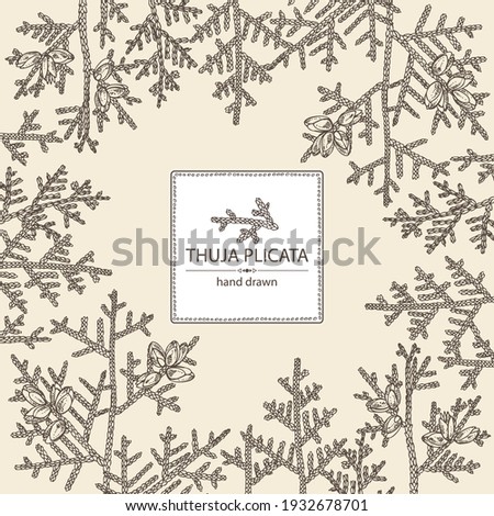 Background with thuja plicata: branch of thuja plicata with thuja cone. Cosmetics and medical plant. Vector hand drawn illustration.