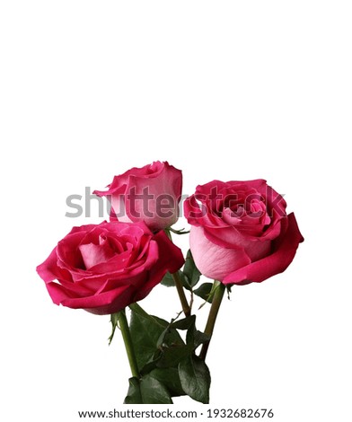 Three pink flowers on a white background 