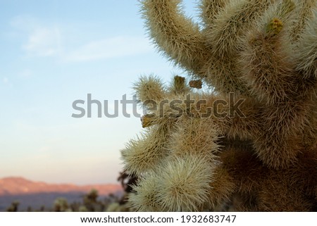 A view of a cholla cactus and the afternoon mountains of Joshua Tree National Park in the background.