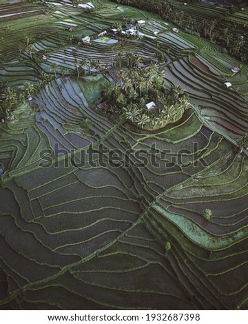 Aerial view of the Jatiluwih rice terraces at sunrise. The object of the UNESCO world heritage rice terraces Jatiluwih. Bali, Indonesia