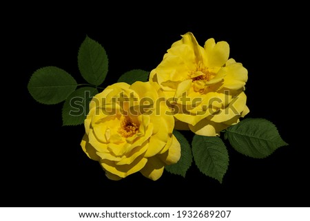Rose flowers closeup. Shallow depth of field. Spring flowers of yellow rose isolated on black background