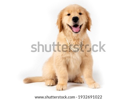 smiling golden retriever puppy with pearls necklace on white bac Royalty-Free Stock Photo #1932691022