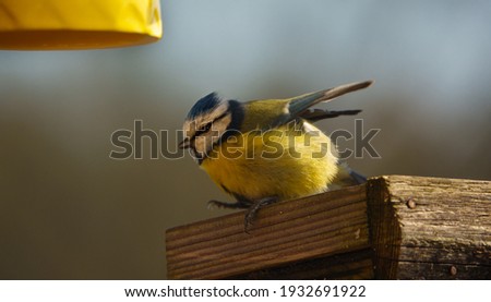 a blue tit (Cyanistes caeruleus) does a penguin impression on a wooden bird table dining on seed and meal worms