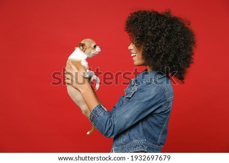 Side view of funny little african american kid girl 12-13 years old in casual denim jacket hold puppy dog chihuahua isolated on red background children studio portrait. Childhood lifestyle concept