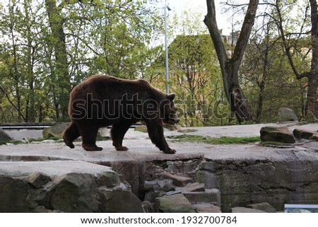 Photo of a bear in the zoo on the rocks against the background of trees and bushes in the park.
