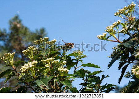 Orange with white and black color pattern on insect wing, butterfly seeking nectar on flower in the field with natural green background