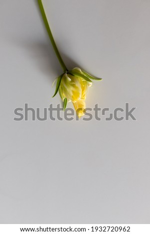 card one yellow tulip on a grey background, pantone 2021