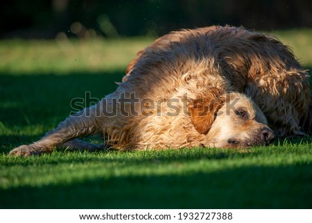 Photo of a golden retriever playing