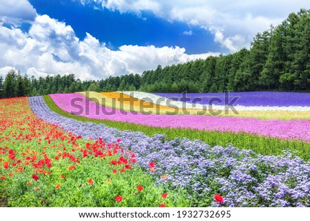 This is a summer flower field at Nakafurano town (Farm Tomita) in Hokkaido prefecture, Japan.

How about using this image for background of a calendar, a poster or any other promotional materials.