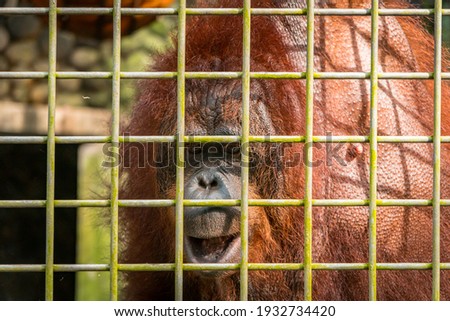 Close-up of a male orangutan behind an iron cage. A very large and intimidating adult male orangutan. The male orangutan has thick brown hair and a very large body in a rehabilitation cage