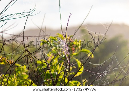 cobweb with the branch in it and the bright background   under the sunlight.