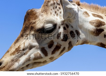 close up of a face giraffe 