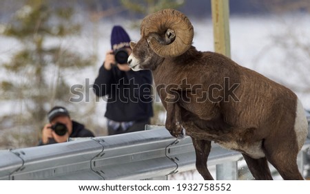 Photographers taking pictures of an animal