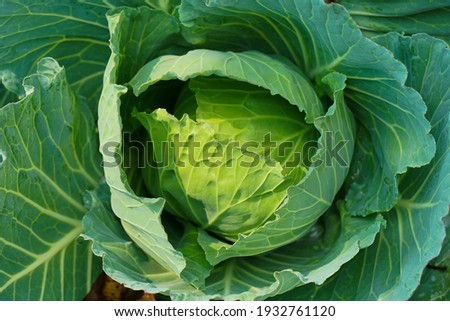 Cabbage grow in the garden. Agriculture. Healthy and healthy food for humans. The cultivation of cabbage. Royalty-Free Stock Photo #1932761120