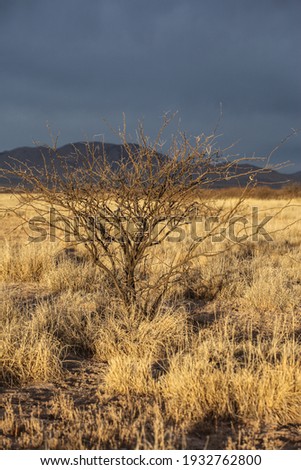Vertical scenic nature landscape of isolated leafless Desert Mesquite tree object with untidy brown branches in dry golden sunlit yellow grassland foreground and with navy blue sky background