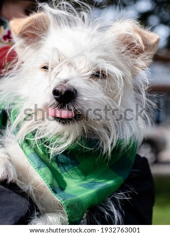 White Young Dog with Tongue Out