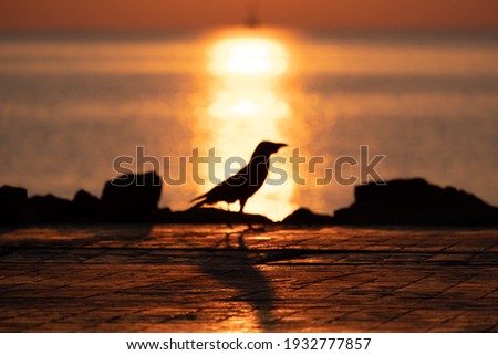 Blurred silhouette bird was walking on the beach in the morning and sunrise behind its