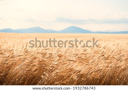 Field of wheat at sunrise in Provence, France. Close up view, selective focus. Beautiful summer nature background. Royalty-Free Stock Photo #1932786743