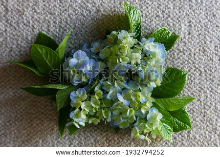 Close up view of hydrengea flowers, beautifully arrange, the colours mixture so attractive, soft lighting, wool background