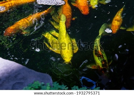 Koi Pond. Beautiful multicolored koi fish swimming in the pond. Clean water, stones, beautiful reflections, and fancy fish