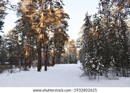 Beautiful winter forest in Russia