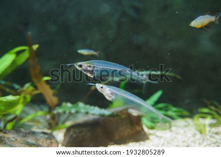 kryptopterus bicirrhis or asian glass catfish close-up, horizontal underwater stock photo image wallpaper Royalty-Free Stock Photo #1932805289