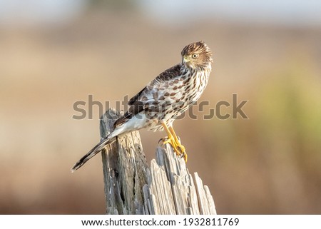 Sharp-shinned hawk perch on a tree stomp Royalty-Free Stock Photo #1932811769