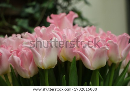 pale pink tulips (flower variety - Crown Dynasty)  on blurred green background for banner Royalty-Free Stock Photo #1932815888