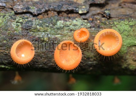 Beautiful mushrooms growing on decayed tree in rain forest during rainy season in national park of Thailand. (Cookeina Tricholoma)