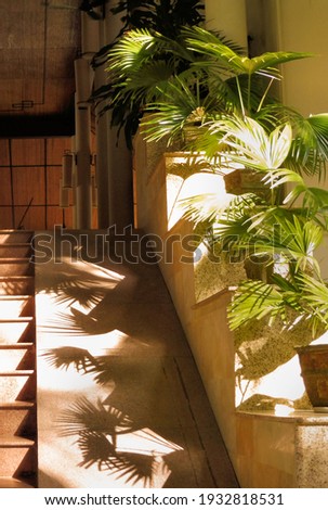 Sun and shadow on entrance ramp with decoration Livistona Rotundifolia palm tree in flowerpot. shadow plants pattern