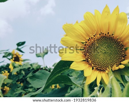 beautiful sunflowers under the blue sky