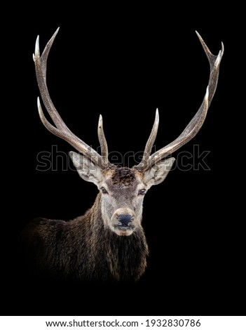 Portrait old red deer isolated on dark background