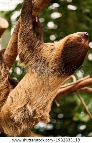 I took a picture of a sloth moving on a tree