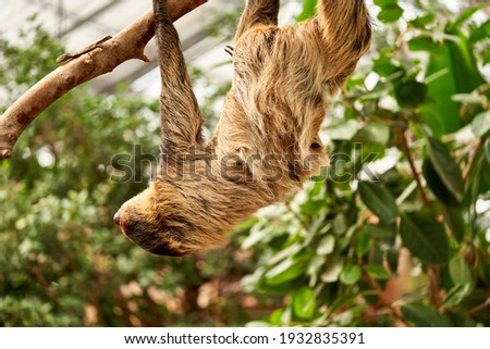  I took a picture of a sloth moving on a tree                              