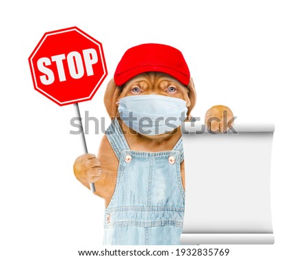 Puppy wearing medical protective mask, red cap and overalls holds stop sign and empty list. isolated on white background