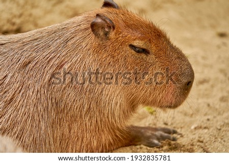 Photo of capybara taking a nap                               