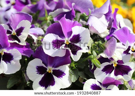White and purple double colored pansy flowers blooming in winter flower beds.