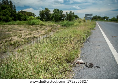 A carcass of Burmese python, Python bivittatus, was omitted on a road at countryside. 