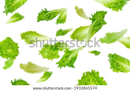 Levitation of green lettuce leaves Royalty-Free Stock Photo #1932865574