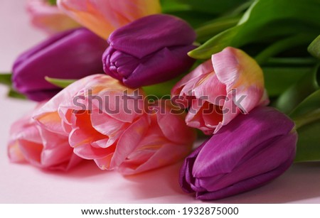Beautiful spring flowers on Mothers or Womans day. Bouquet of pink and purple tulips on light background. Copy space. Love, International Women day, Mother day and Happy Valentine day concept. Selecti