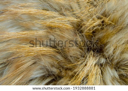 texture of natural fur close up. light wool