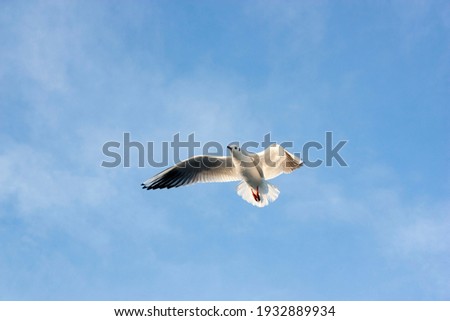 Seagulls fly over the sea