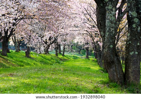 Green grass and rows of cherry blossom trees in full bloom

