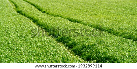 Green wheat texture. Summer photography. A large field of sown wheat. a cereal plant that is the most important species grown in temperate countries, the grain of which is ground to make flour for bre