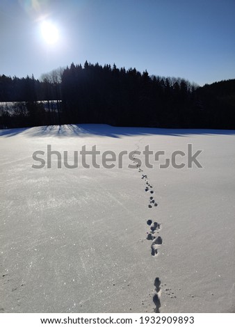 Traces of a rabbit in the snow