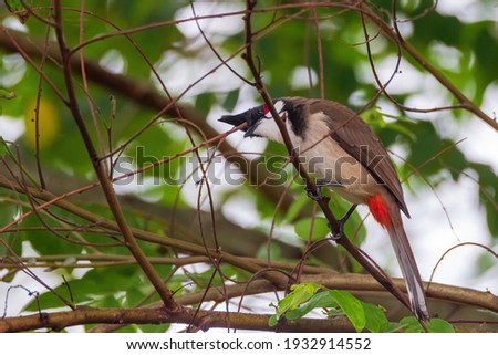 The red-whiskered bulbul (Pycnonotus jocosus), or crested bulbul, is a passerine bird found in Asia. It is a member of the bulbul family. it contain two to three eggs.it is only found in a small area