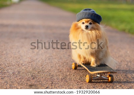 dog and sports. Cool  Pomeranian in hat riding in skateboard on the road, looking at the camera. creative pet. training, obedience of the animal. copy space, place for text