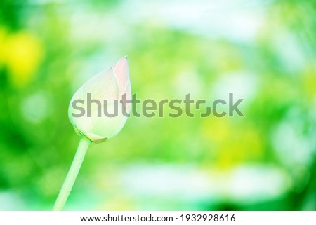 Lotus buds on green blurred background