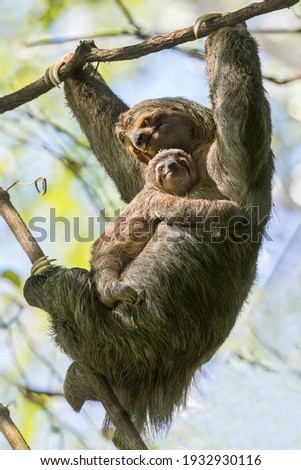 A female sloth with her cub hangs on a branch in the Costa Rica  jungle